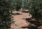Non-developable land for sale on España, Albolote, ref: TR131760 photo