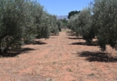 Non-developable land for sale on España, Albolote, ref: TR131760 photo