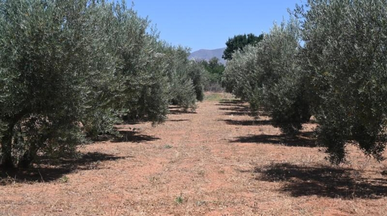 Granada - Albolote - 4338m2