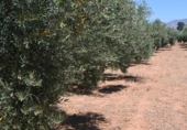 Non-developable land for sale on España, Albolote, ref: TR131760 photo