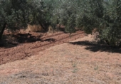 Non-developable land for sale on España, Albolote, ref: TR131760 photo