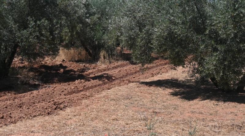 Granada - Albolote - 4338m2