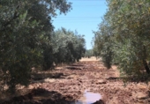 Non-developable land for sale on España, Albolote, ref: TR131760 photo