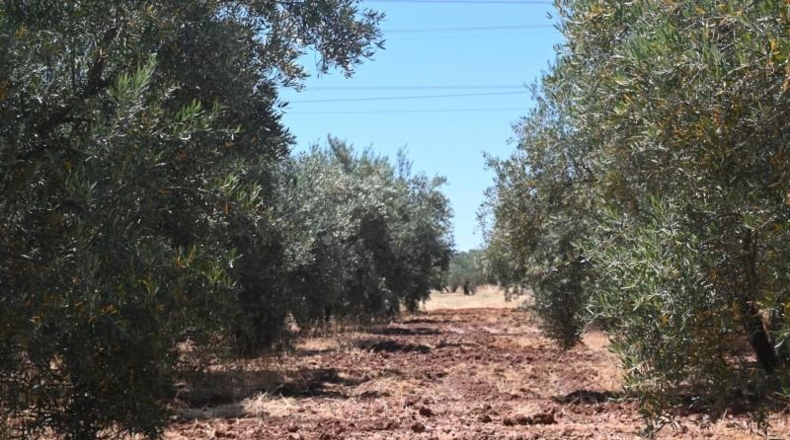 Granada - Albolote - 4338m2