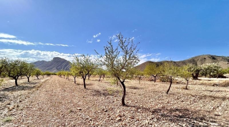 Alicante - Oriola - 14305m2
