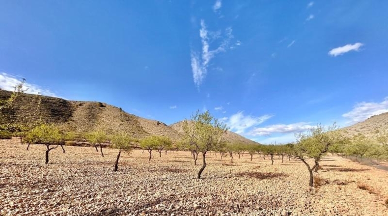 Alicante - Oriola - 14305m2