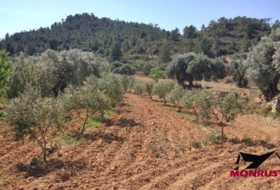 Riba-roja d'Ebre 22203&nbsp;m² 