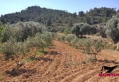 Terreny no urbanitzable en venda a la España, Riba-roja d'Ebre, ref.: TR130549 foto