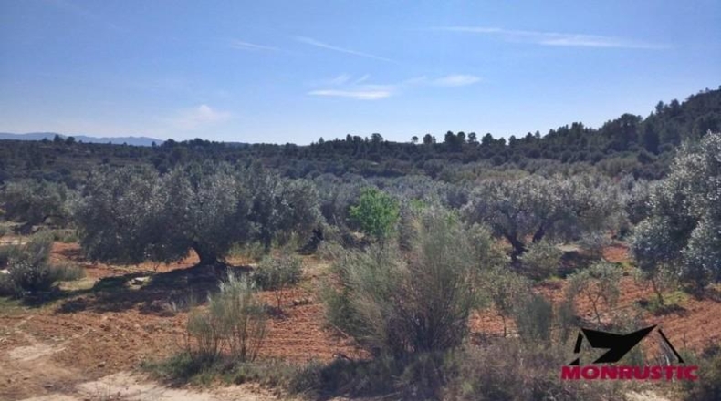 Tarragona - Ribarroja de Ebro - 22203m2