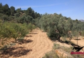 Terreny no urbanitzable en venda a la España, Riba-roja d'Ebre, ref.: TR130549 foto