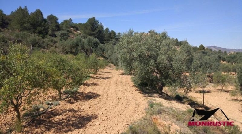 Tarragona - Ribarroja de Ebro - 22203m2