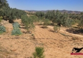 Terreny no urbanitzable en venda a la España, Riba-roja d'Ebre, ref.: TR130549 foto