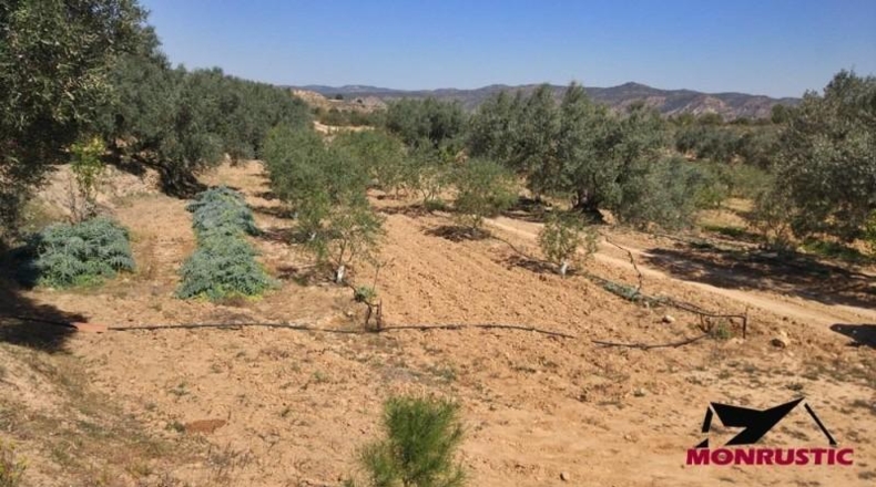 Tarragona - Ribarroja de Ebro - 22203m2