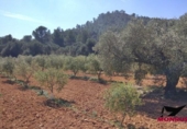 Terreny no urbanitzable en venda a la España, Riba-roja d'Ebre, ref.: TR130549 foto