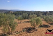 Terreny no urbanitzable en venda a la España, Riba-roja d'Ebre, ref.: TR130549 foto