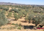 Terreny no urbanitzable en venda a la España, Riba-roja d'Ebre, ref.: TR130549 foto