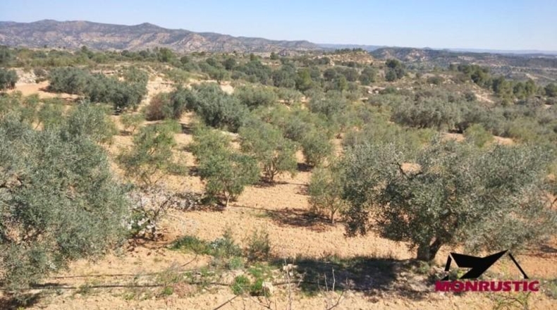 Tarragona - Ribarroja de Ebro - 22203m2