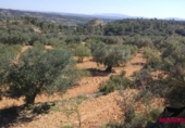 Terreny no urbanitzable en venda a la España, Riba-roja d'Ebre, ref.: TR130549 foto