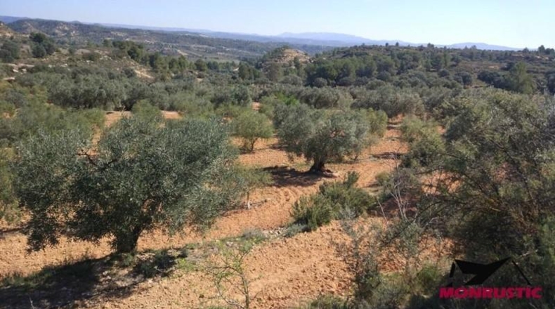 Tarragona - Ribarroja de Ebro - 22203m2