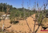 Terreny no urbanitzable en venda a la España, Riba-roja d'Ebre, ref.: TR130549 foto