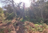 Non-developable land for sale on España, La Orotava, ref: TR127804 photo