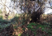 Non-developable land for sale on España, La Orotava, ref: TR127804 photo