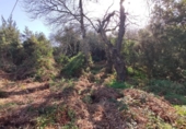 Non-developable land for sale on España, La Orotava, ref: TR127804 photo