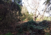 Non-developable land for sale on España, La Orotava, ref: TR127804 photo