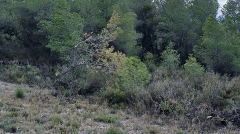 Tarragona - Corbera d'Ebre - 81401m2
