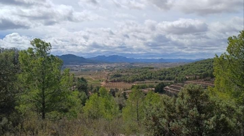 Tarragona - Corbera d'Ebre - 81401m2
