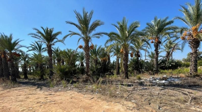 Alicante - Crevillent - 14561m2
