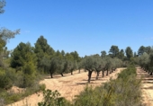Xalet independent amb terreny en venda a la España, Queretes, ref.: TR301795 foto