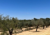 Xalet independent amb terreny en venda a la España, Queretes, ref.: TR301795 foto