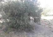 Sòl urbà en venda a la España, Moratalla, ref.: TR143950 foto
