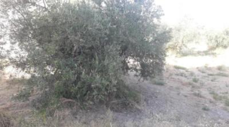 Murcia - Moratalla - 130m2