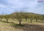 Non-developable land for sale on España, Sax, ref: TR119055 photo