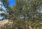 Country house with land for sale on España, Toral de los Vados, ref: TR340416 photo