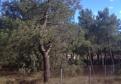 Sòl urbà en venda a la España, Terradillos, ref.: TR373089 foto