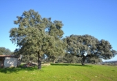 Land suitable for development for sale on España, Malpartida de Plasencia, ref: TR126420 photo