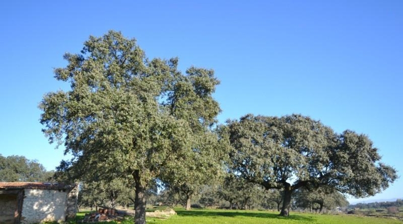 Cáceres - Malpartida de Plasencia - 82500m2