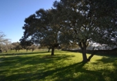 Land suitable for development for sale on España, Malpartida de Plasencia, ref: TR126420 photo