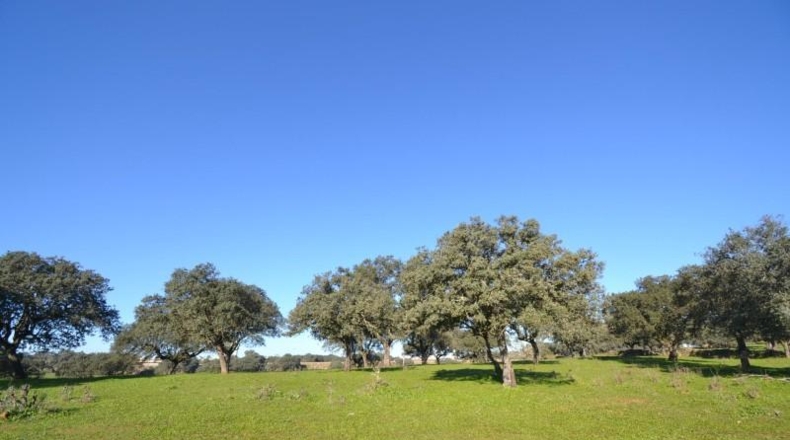 Cáceres - Malpartida de Plasencia - 82500m2