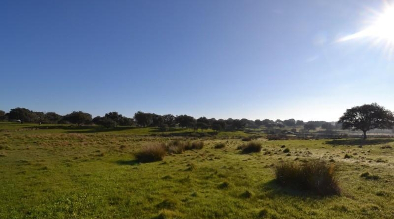 Cáceres - Malpartida de Plasencia - 82500m2