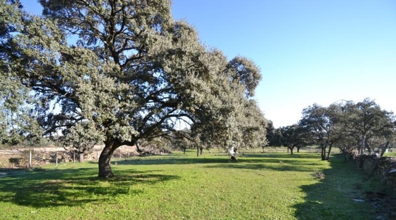 Cáceres - Malpartida de Plasencia - 82500m2