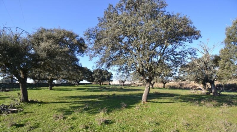 Cáceres - Malpartida de Plasencia - 82500m2