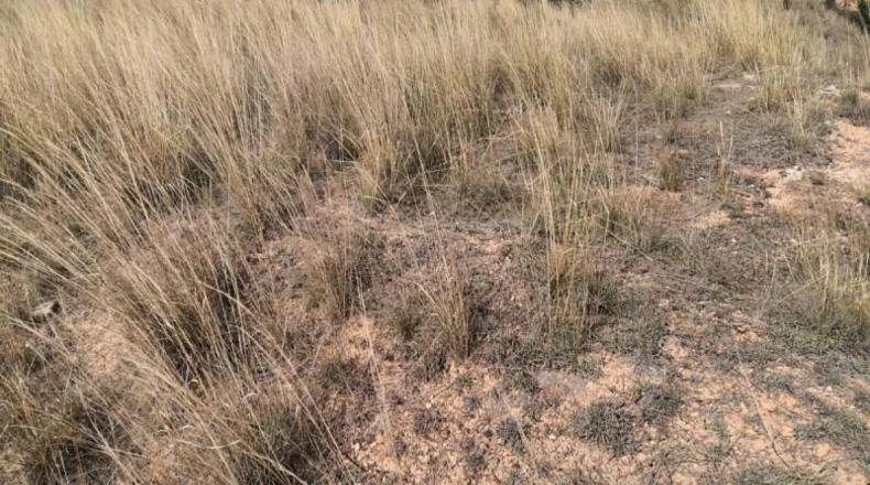 Albacete - Fuentealbilla - 4040m2