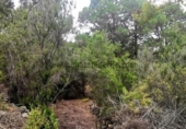 Casa de camp amb terreny en venda a la España, La Guancha, ref.: TR221175 foto