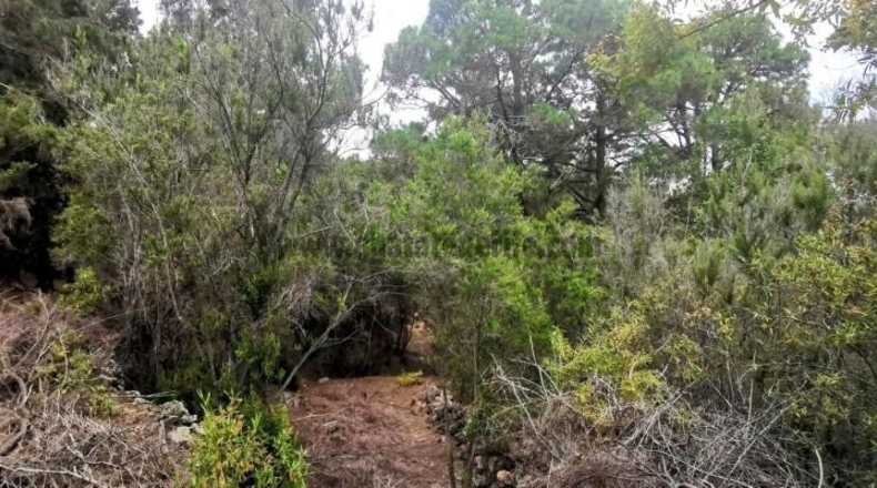 Santa Cruz de Tenerife - La Guancha - 3850m2