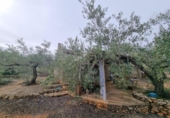 Xalet independent amb terreny en venda a la España, el Perelló, ref.: TR174856 foto