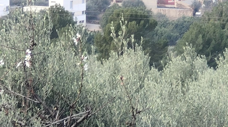 Castellón - San Juan de Moró - 471m2